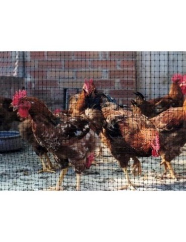 MALLA PROTECCION AVES 16X16 MM 1X10 M NEGRA 203032