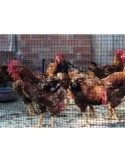 MALLA PROTECCION AVES 16X16 MM 1X10 M NEGRA 203032