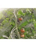 TUTOR ESPIRAL PARA TOMATES DIAM.7 180 CM GALVANIZA